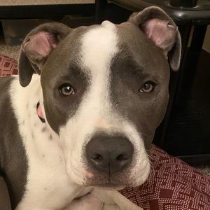 Meet your Posher, Casey